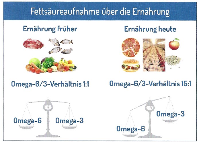 Fettsaeureaufnahme-ueber-die-Ernaerhung