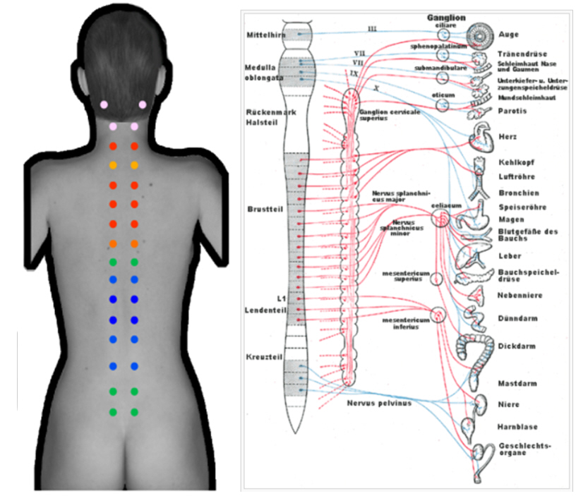 SWPics-Ruecken-Messung-body