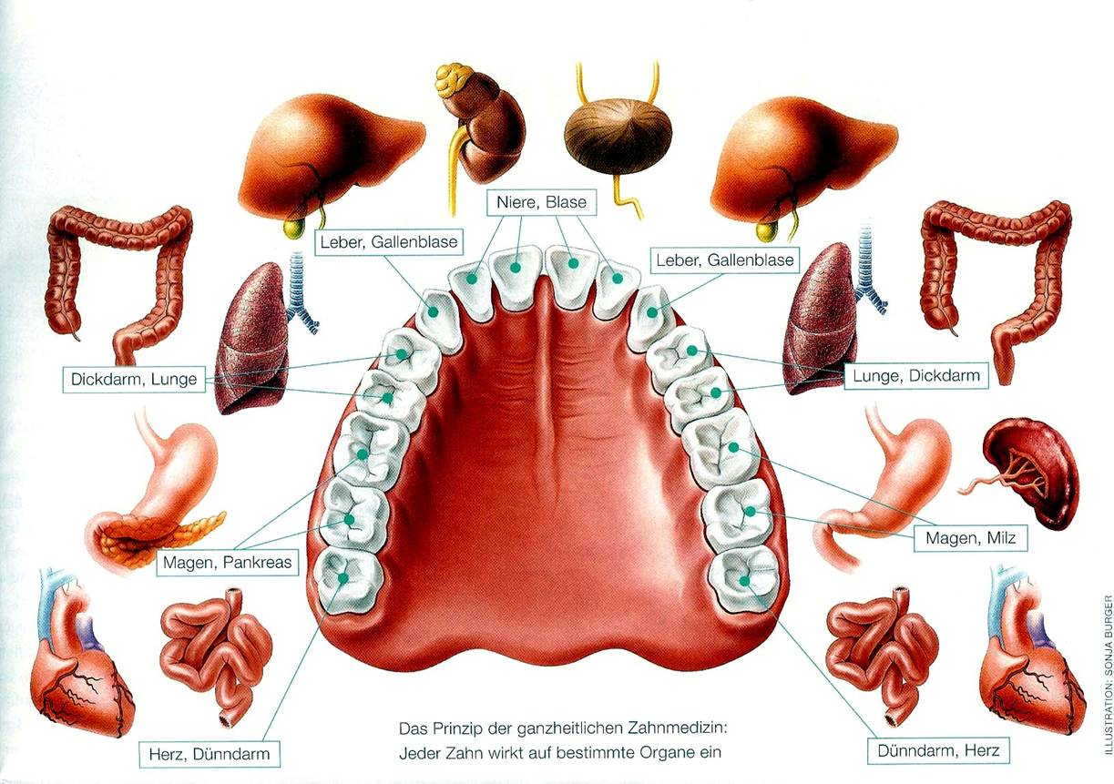 Zähne-Organe